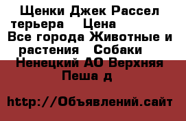 Щенки Джек Рассел терьера  › Цена ­ 15 000 - Все города Животные и растения » Собаки   . Ненецкий АО,Верхняя Пеша д.